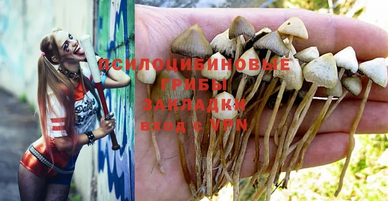 Псилоцибиновые грибы MAGIC MUSHROOMS  Елизово 